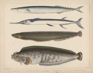 1. Clinus Polyactocephalus, 2. Gunellus Dolichogaster, 3. Belone Gigantea, 4. Scomberesox, 1855